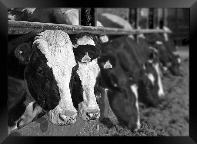 Black And White Cows Framed Print by Shaun Cope