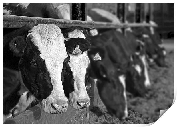 Black And White Cows Print by Shaun Cope