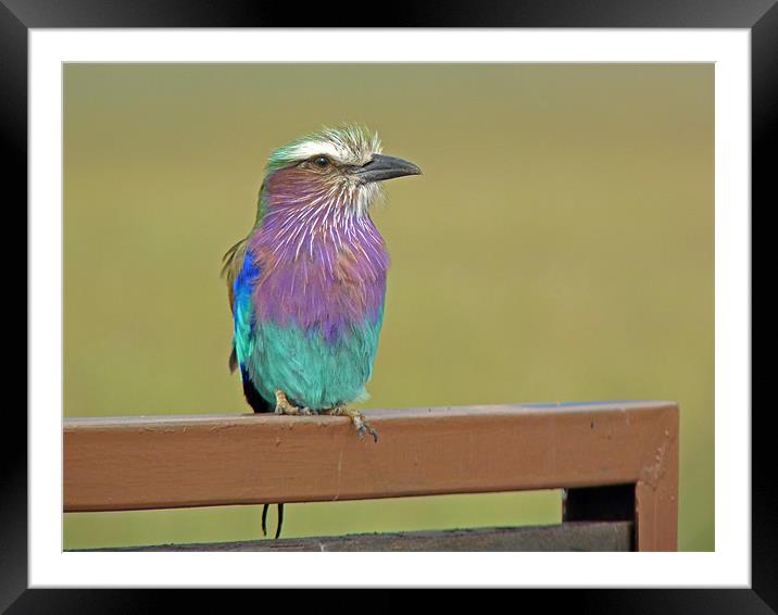 Lilac breasted roller Framed Mounted Print by Tony Murtagh