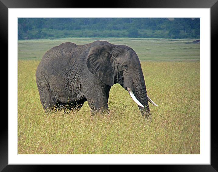 Elephant Framed Mounted Print by Tony Murtagh