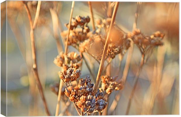Dried Flowers Canvas Print by