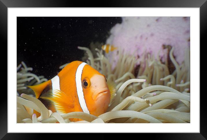 Clownfish Macro Framed Mounted Print by Kristin Nichole Hamm