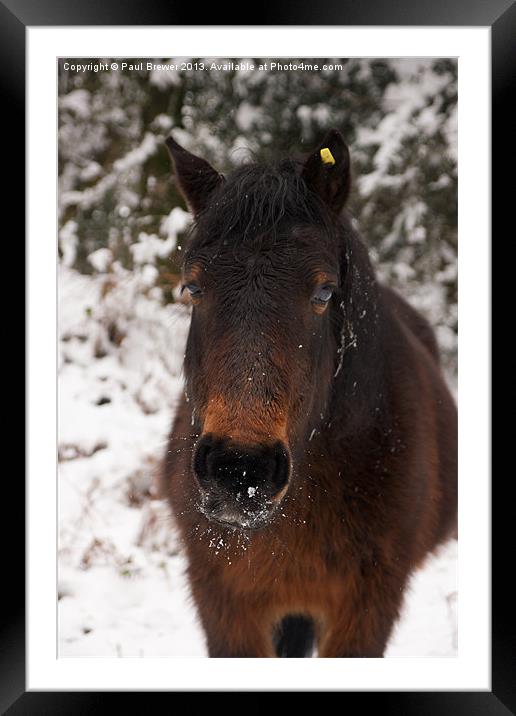 Pony in the snow Framed Mounted Print by Paul Brewer