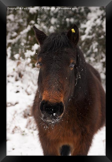 Pony in the snow Framed Print by Paul Brewer