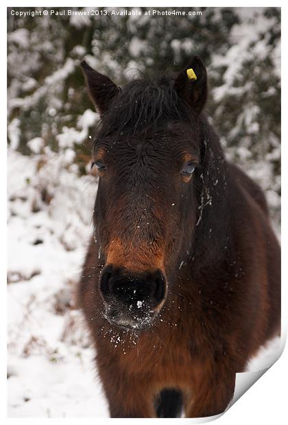 Pony in the snow Print by Paul Brewer