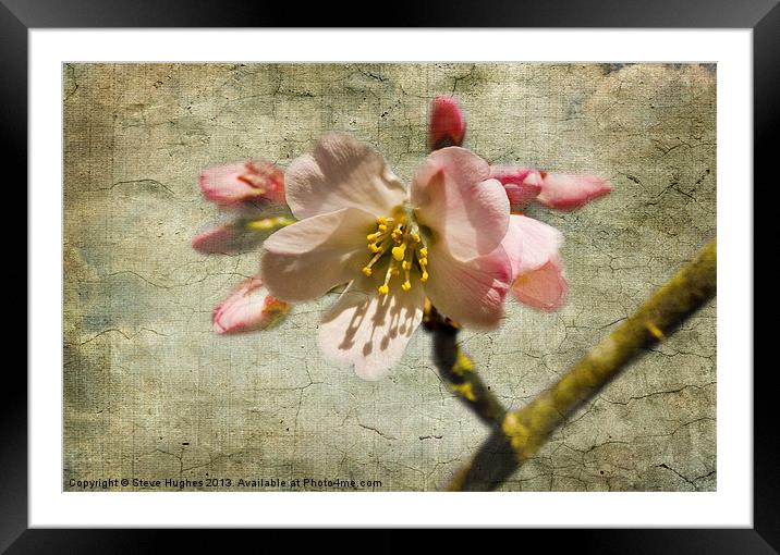 Textured Cherry Blossom Framed Mounted Print by Steve Hughes