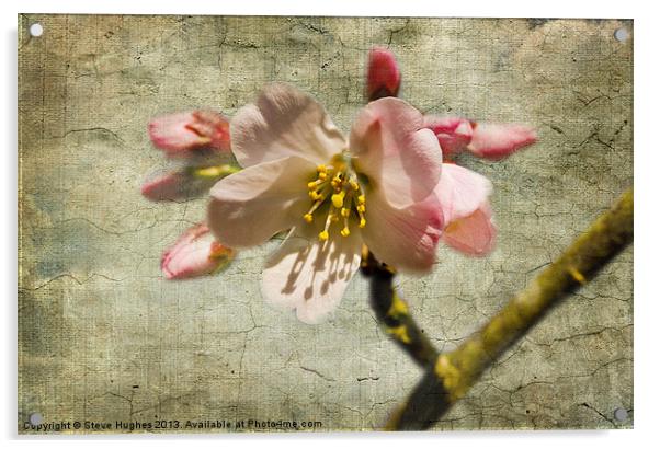 Textured Cherry Blossom Acrylic by Steve Hughes