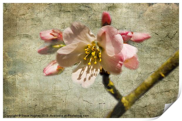 Textured Cherry Blossom Print by Steve Hughes