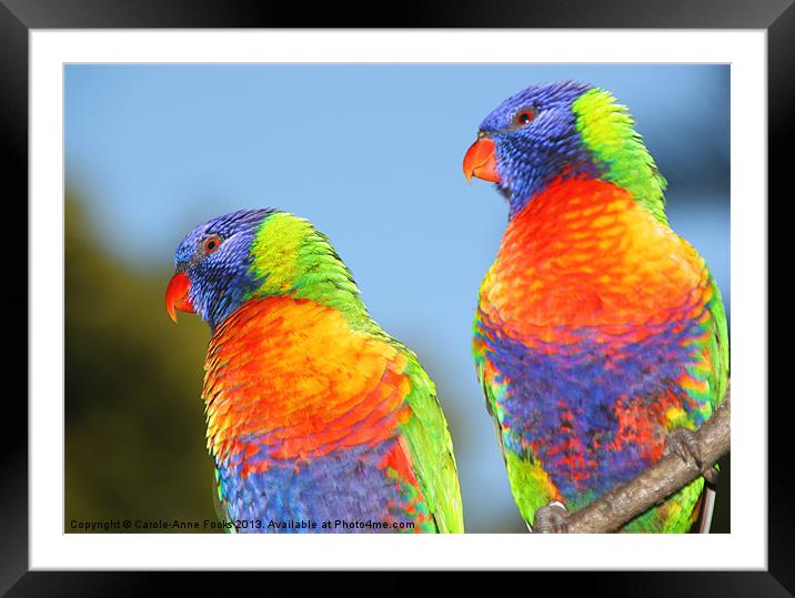 Pair of Rainbow Lorikeets Framed Mounted Print by Carole-Anne Fooks