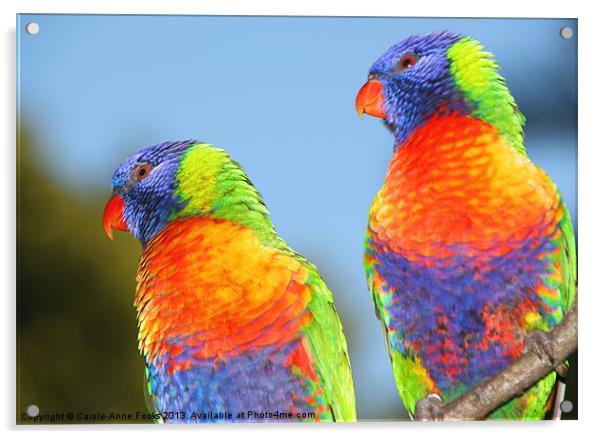 Pair of Rainbow Lorikeets Acrylic by Carole-Anne Fooks