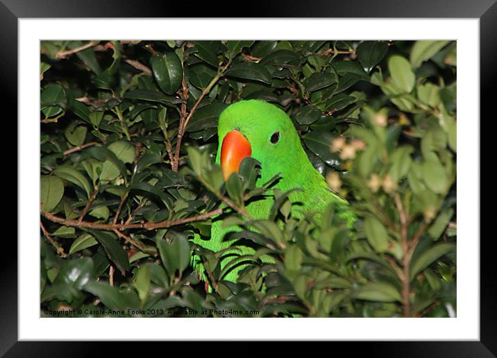 Male Eclectus Parrot Framed Mounted Print by Carole-Anne Fooks