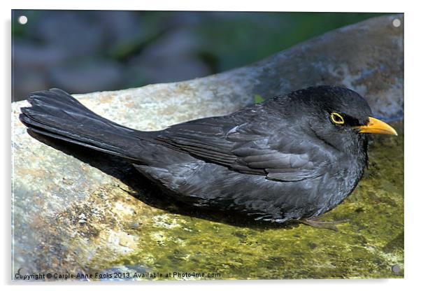Common Blackbird in a Birdbath Acrylic by Carole-Anne Fooks