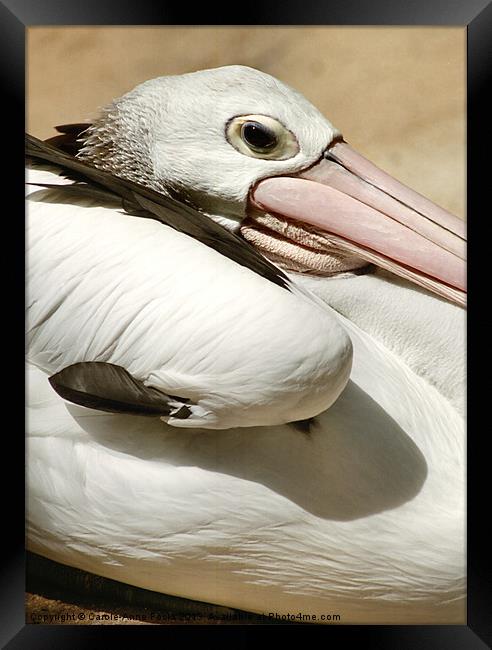 Pelican Portrait Framed Print by Carole-Anne Fooks