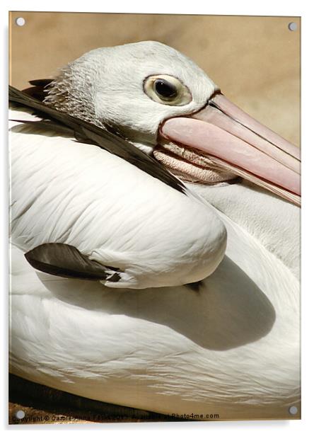 Pelican Portrait Acrylic by Carole-Anne Fooks