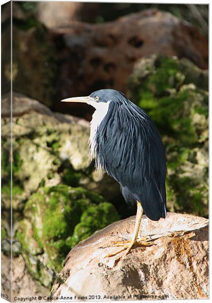 Pied Heron Canvas Print by Carole-Anne Fooks