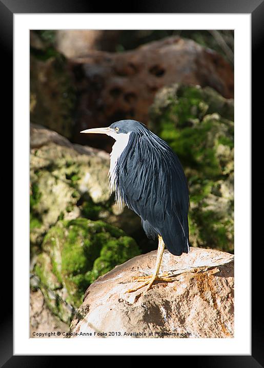 Pied Heron Framed Mounted Print by Carole-Anne Fooks
