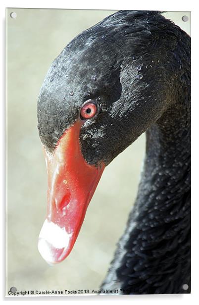 Black Swan Portrait Acrylic by Carole-Anne Fooks