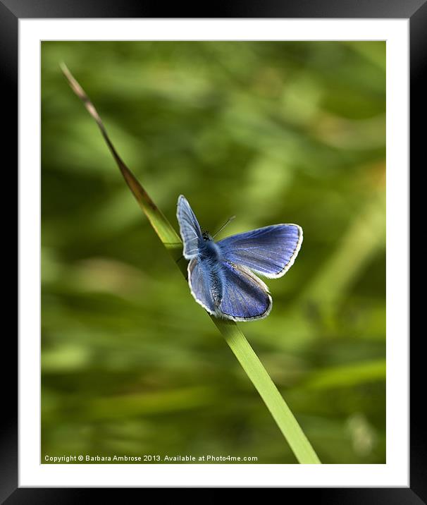Silver studded blue Framed Mounted Print by Barbara Ambrose