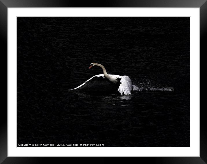 Swan launch - wide Framed Mounted Print by Keith Campbell