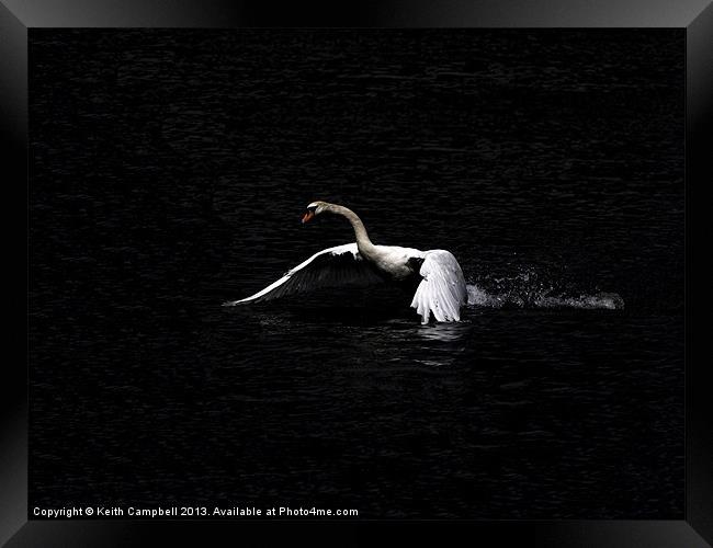 Swan launch - wide Framed Print by Keith Campbell