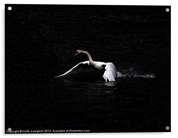 Swan launch - wide Acrylic by Keith Campbell