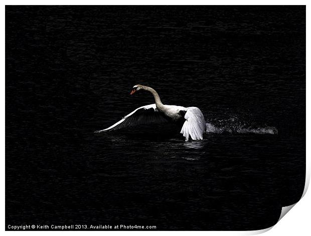 Swan launch - wide Print by Keith Campbell