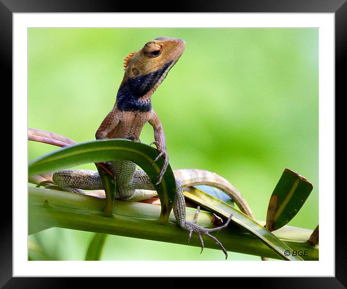 Agamid Lizard Framed Mounted Print by Brian Evans