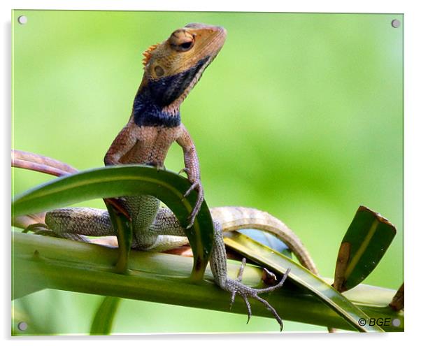 Agamid Lizard Acrylic by Brian Evans