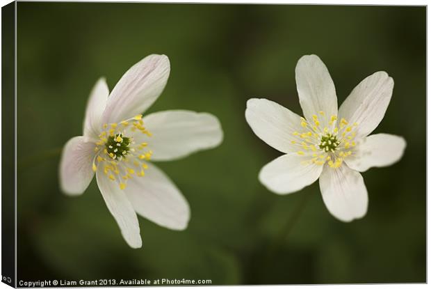 Wood Anemone Canvas Print by Liam Grant