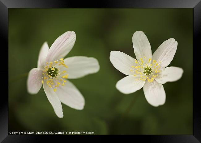 Wood Anemone Framed Print by Liam Grant