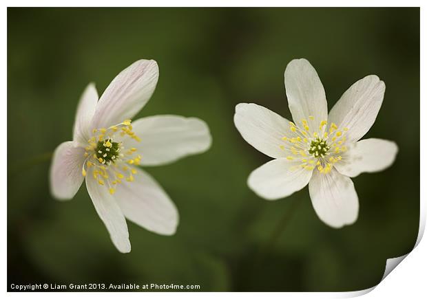 Wood Anemone Print by Liam Grant