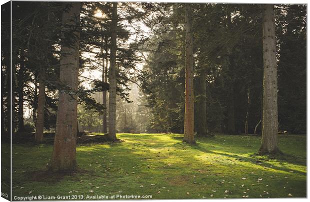 Sunlight. Lynford Arboretum, Norfolk, UK. Canvas Print by Liam Grant