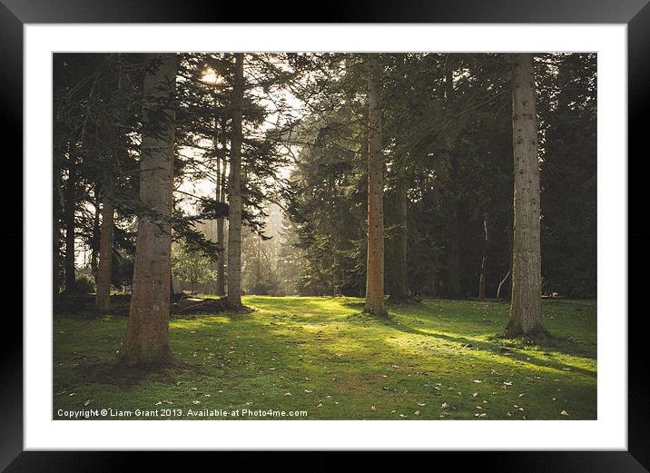 Sunlight. Lynford Arboretum, Norfolk, UK. Framed Mounted Print by Liam Grant