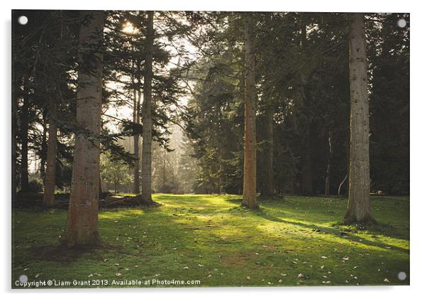 Sunlight. Lynford Arboretum, Norfolk, UK. Acrylic by Liam Grant