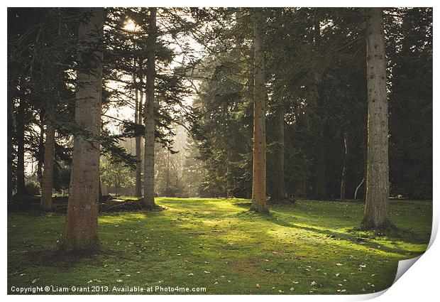 Sunlight. Lynford Arboretum, Norfolk, UK. Print by Liam Grant