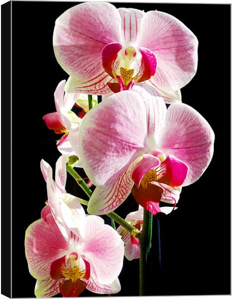 beautiful orchid Canvas Print by elvira ladocki