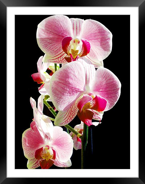 beautiful orchid Framed Mounted Print by elvira ladocki