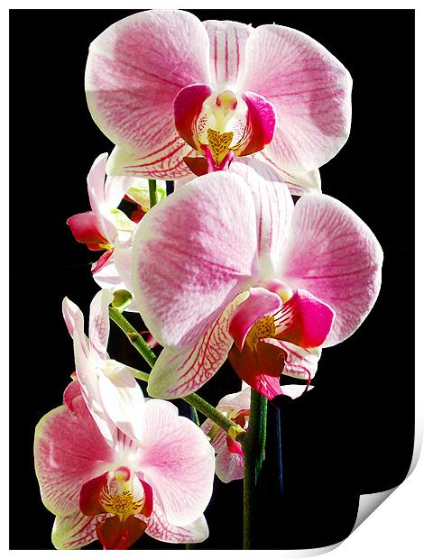 beautiful orchid Print by elvira ladocki