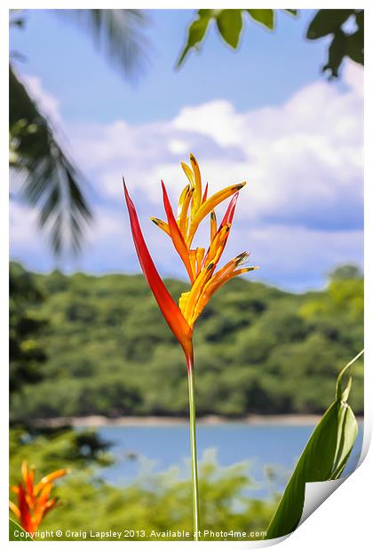 Parrots flower, Heliconia Print by Craig Lapsley