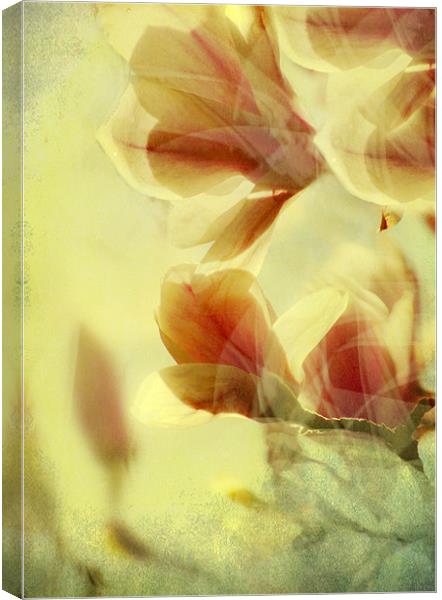 Spring Breeze Canvas Print by Dawn Cox