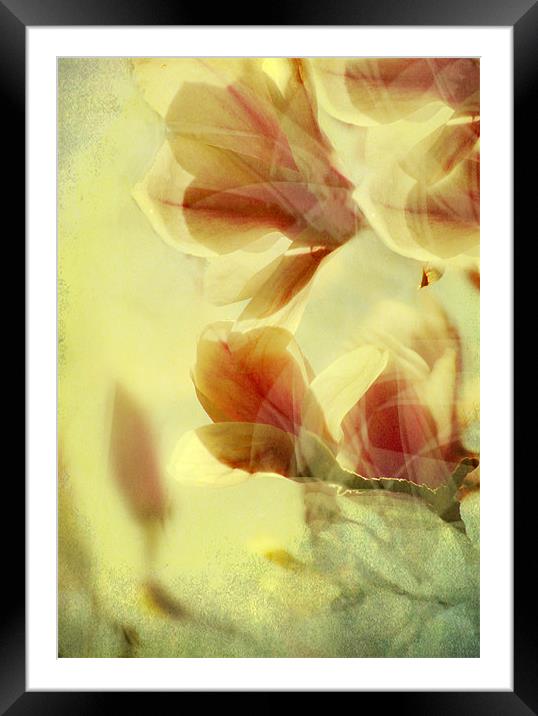 Spring Breeze Framed Mounted Print by Dawn Cox