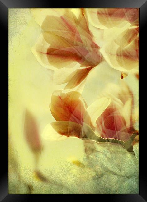 Spring Breeze Framed Print by Dawn Cox