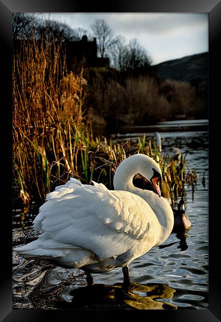 Swan at Lochend Loch Framed Print by Leo Jaleo 
