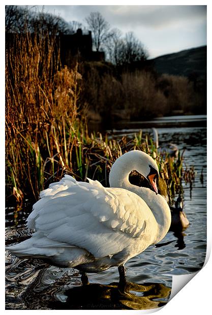 Swan at Lochend Loch Print by Leo Jaleo 