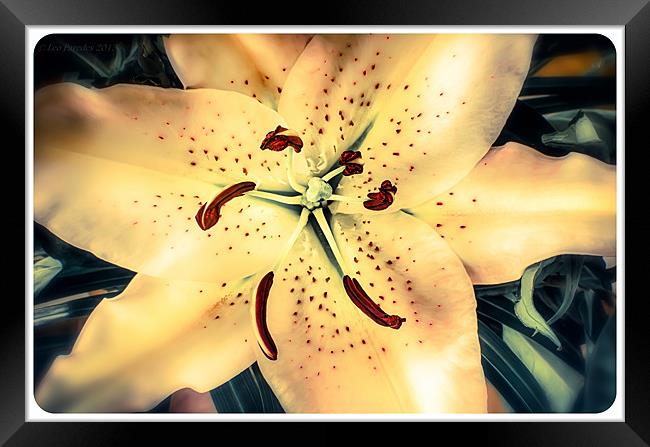 Lily Framed Print by Leo Jaleo 