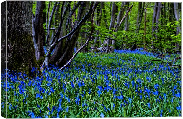 BLUE GLADE Canvas Print by CATSPAWS 