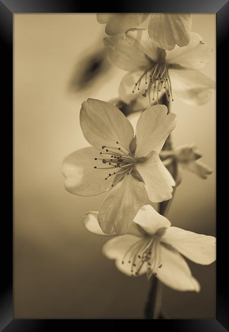 Blossom Framed Print by Brian Roscorla