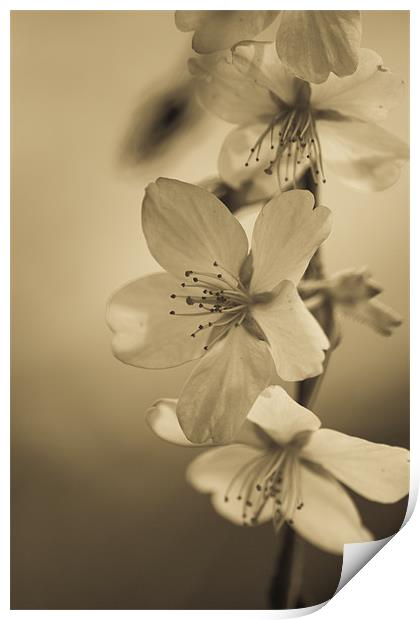 Blossom Print by Brian Roscorla