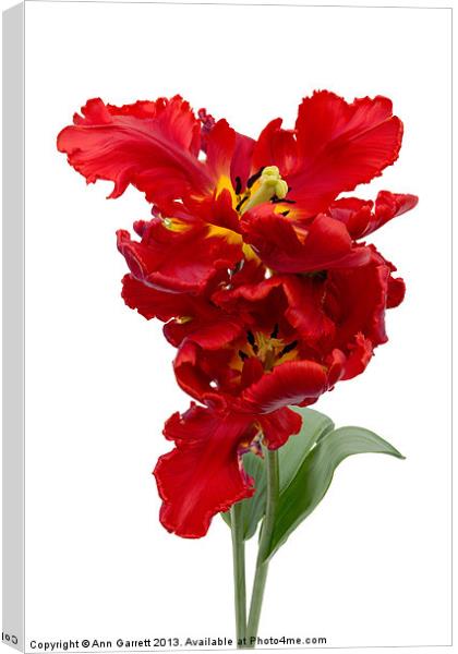 Two Red Parrot Tulips Canvas Print by Ann Garrett