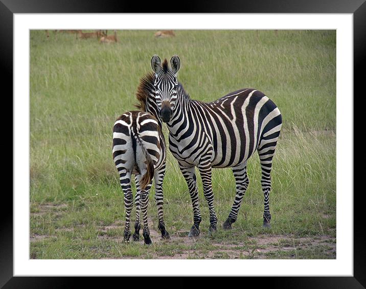 Pair of zebra Framed Mounted Print by Tony Murtagh